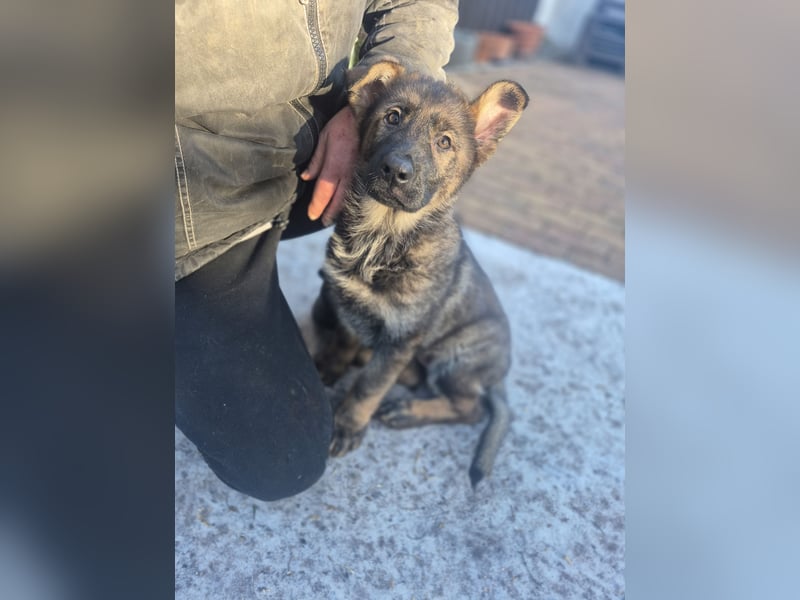 Deutsche Schäferhunde welpen stockhaar mit Ahnentafel