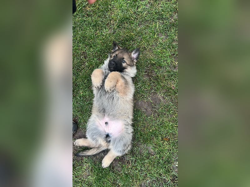 Deutsche Schäferhunde welpen stockhaar mit Ahnentafel