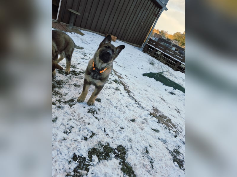 Deutsche Schäferhunde welpen stockhaar mit Ahnentafel