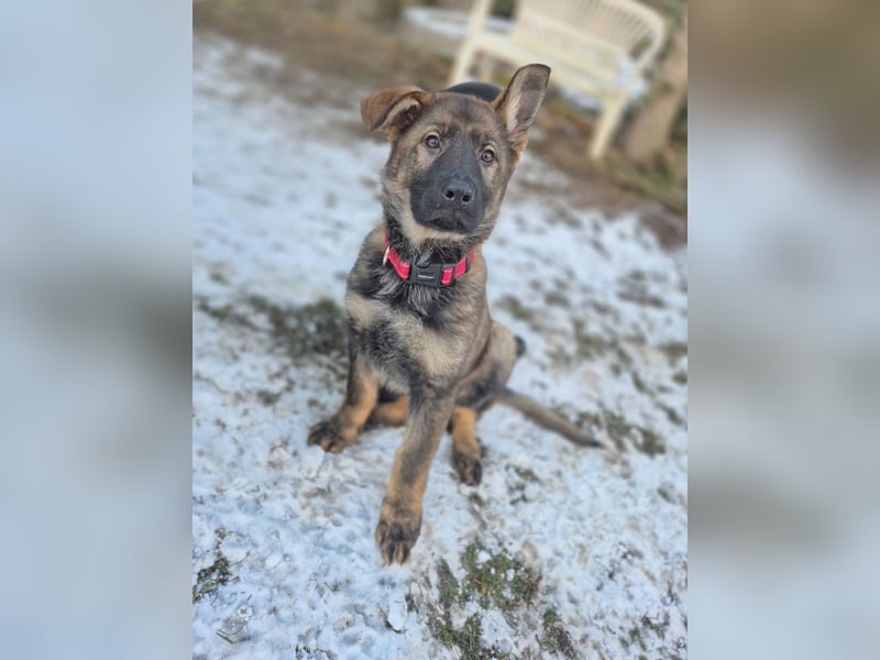 Deutsche Schäferhunde welpen stockhaar mit Ahnentafel