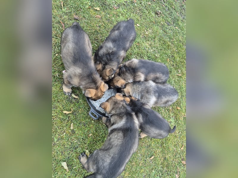 Deutsche Schäferhunde welpen stockhaar mit Ahnentafel