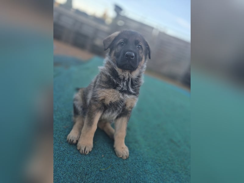 Deutsche Schäferhunde welpen stockhaar mit Ahnentafel