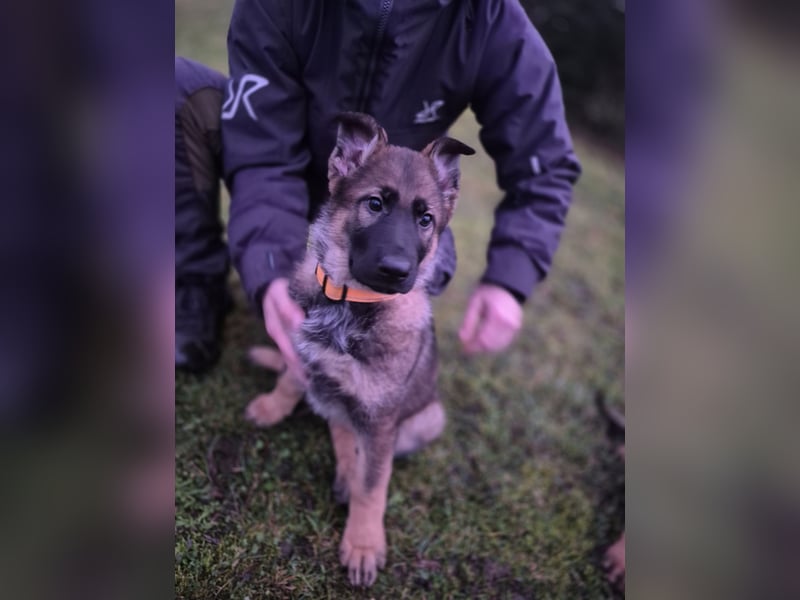 Deutsche Schäferhunde welpen stockhaar mit Ahnentafel
