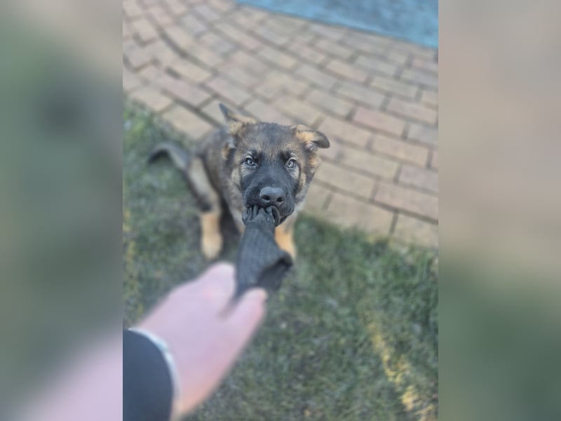 Deutsche Schäferhunde welpen stockhaar mit Ahnentafel