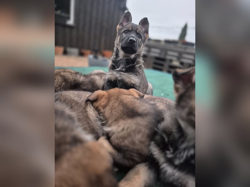 Deutsche Schäferhunde welpen stockhaar mit Ahnentafel