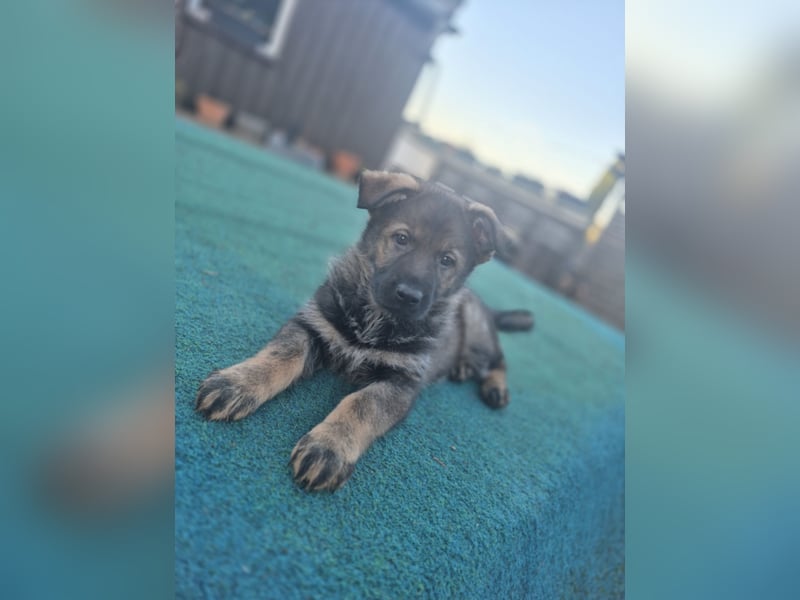 Deutsche Schäferhunde welpen stockhaar mit Ahnentafel