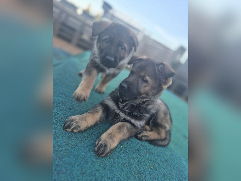 Deutsche Schäferhunde welpen stockhaar mit Ahnentafel