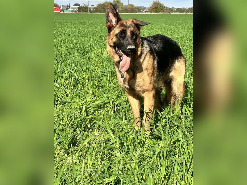 Deutscher Schäferhund (Hündin)