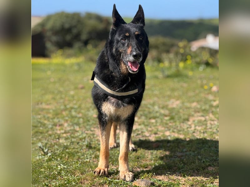 Luna - wunderschöne Schäferhündin, die immer gefallen will - Tierhilfe Franken e.V.