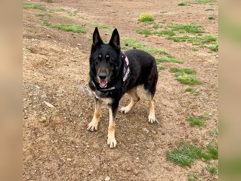 Luna - wunderschöne Schäferhündin, die immer gefallen will - Tierhilfe Franken e.V.