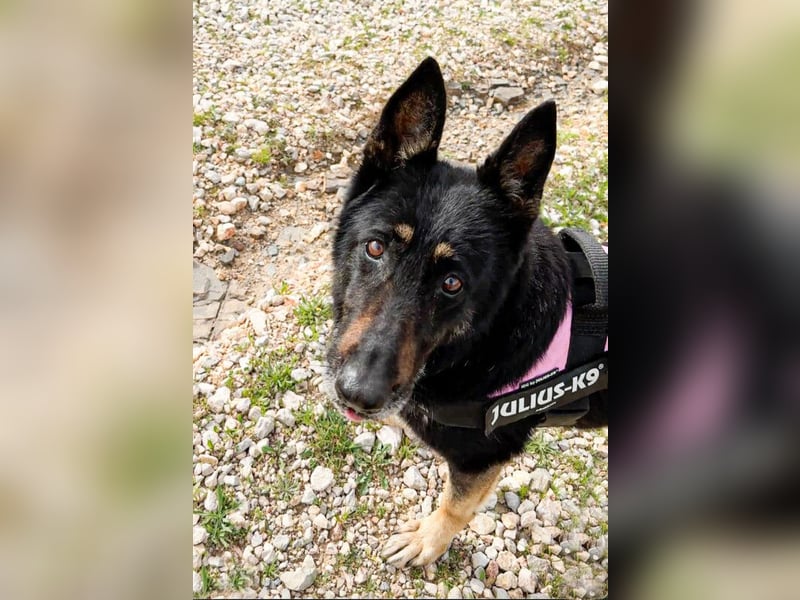 Luna - wunderschöne Schäferhündin, die immer gefallen will - Tierhilfe Franken e.V.