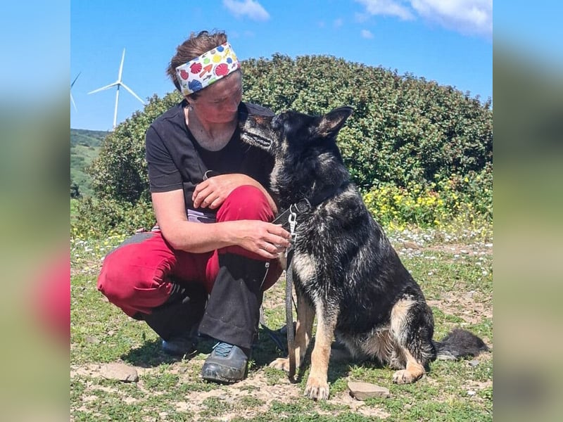 Luna - wunderschöne Schäferhündin, die immer gefallen will - Tierhilfe Franken e.V.