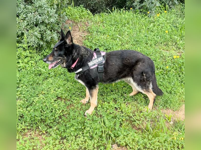 Luna - wunderschöne Schäferhündin, die immer gefallen will - Tierhilfe Franken e.V.