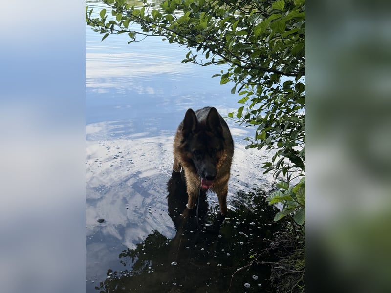 Deutscher Schäferhund