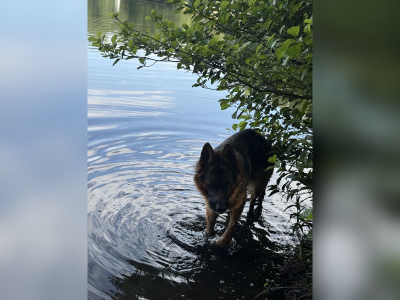 Deutscher Schäferhund