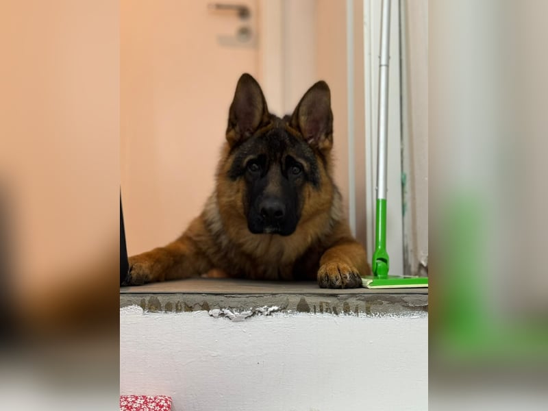 Deutscher Schäferhund