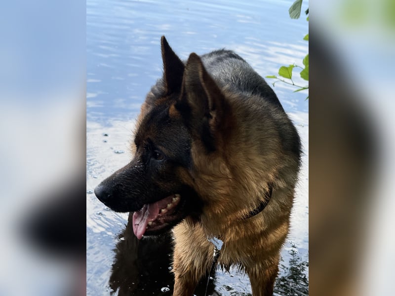 Deutscher Schäferhund
