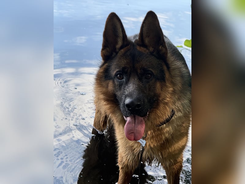 Deutscher Schäferhund