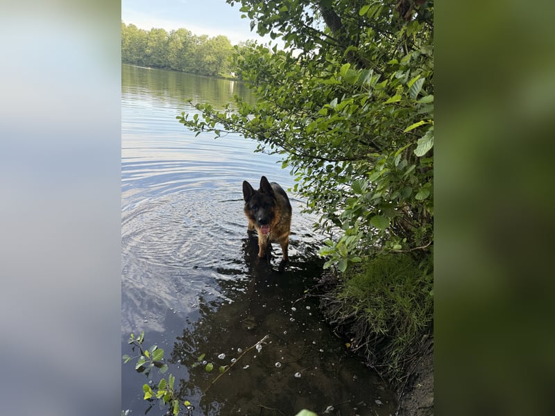 Deutscher Schäferhund