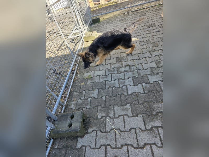 Deusche Schäferhundewelpen  ...Langstockhaar