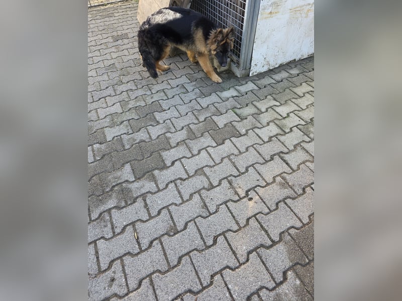 Deusche Schäferhundewelpen  ...Langstockhaar
