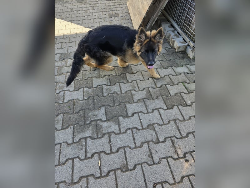 Deusche Schäferhundewelpen  ...Langstockhaar
