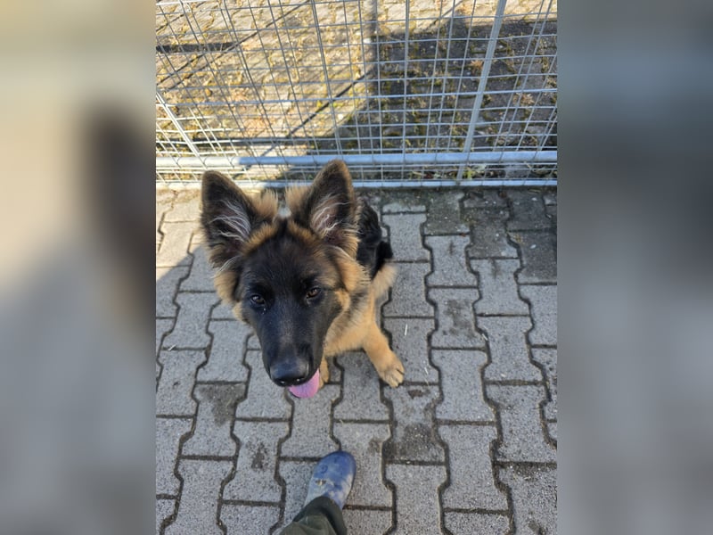 Deusche Schäferhundewelpen  ...Langstockhaar