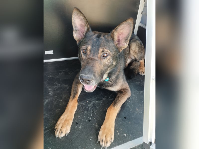 Deutscher Schäferhund sucht neues zu Hause für immer
