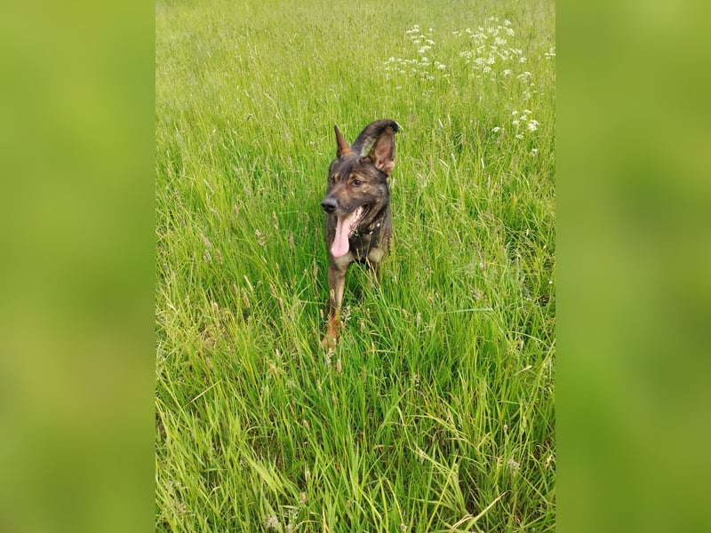 Deutscher Schäferhund sucht neues zu Hause für immer