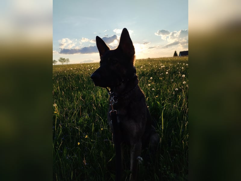Deutscher Schäferhund sucht neues zu Hause für immer