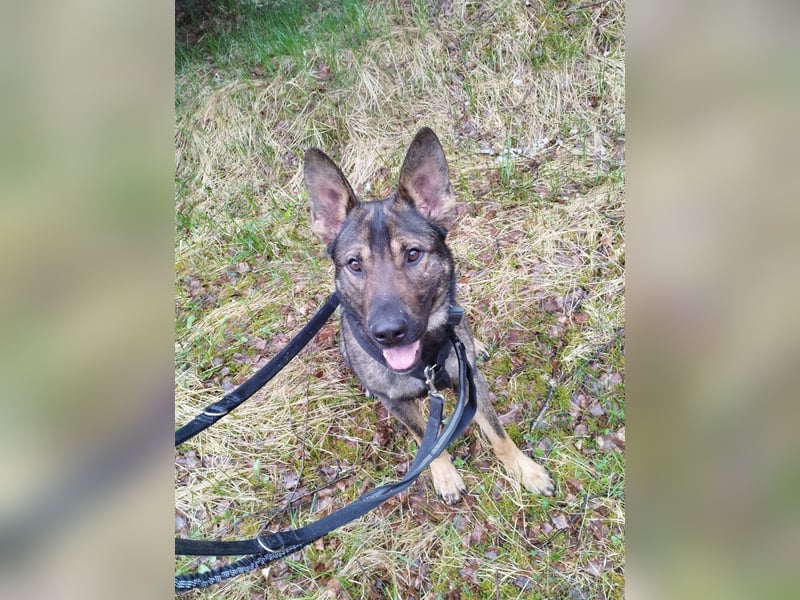Deutscher Schäferhund sucht neues zu Hause für immer