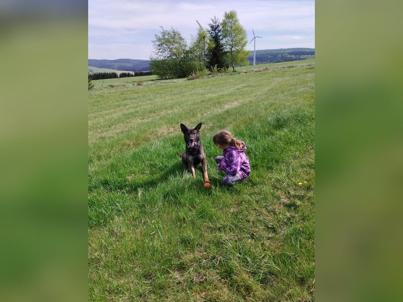 Deutscher Schäferhund sucht neues zu Hause für immer