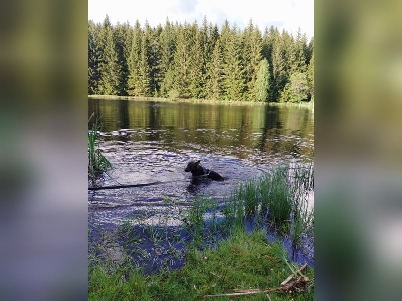 Deutscher Schäferhund sucht neues zu Hause für immer