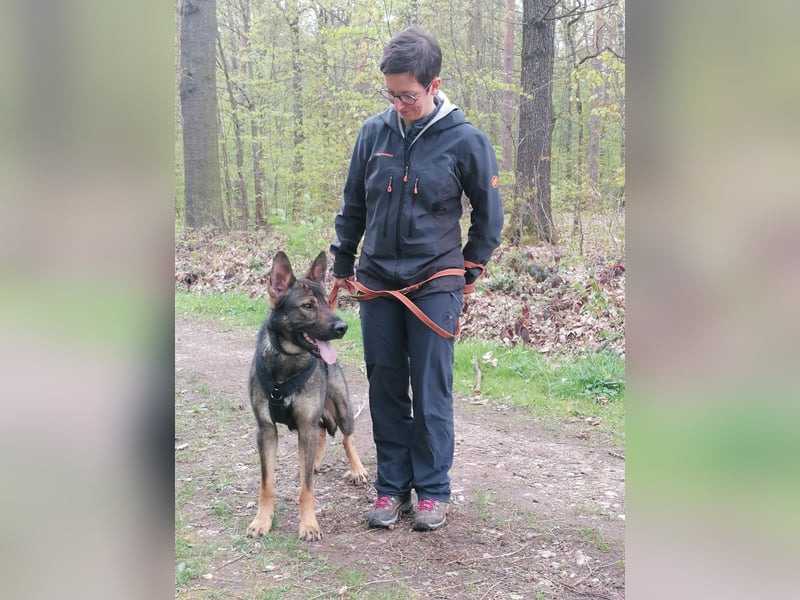 Deutscher Schäferhund sucht neues zu Hause für immer