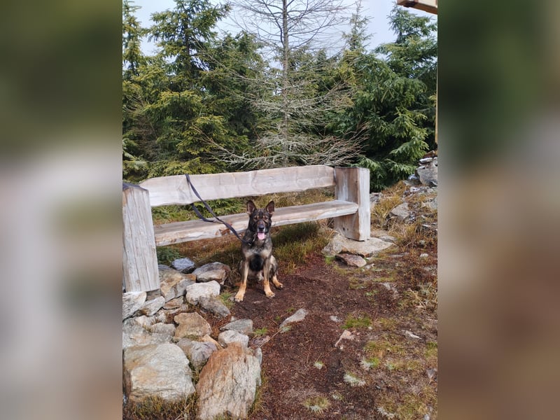 Deutscher Schäferhund sucht neues zu Hause für immer