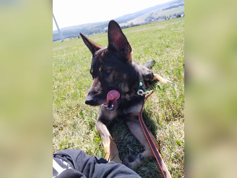 Deutscher Schäferhund sucht neues zu Hause für immer