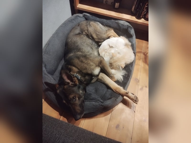 Deutscher Schäferhund sucht neues zu Hause für immer