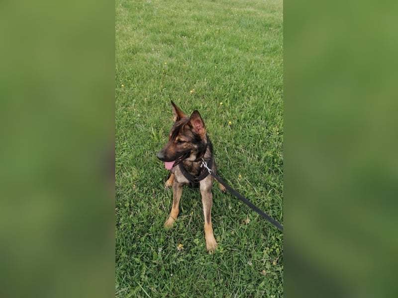 Deutscher Schäferhund sucht neues zu Hause für immer