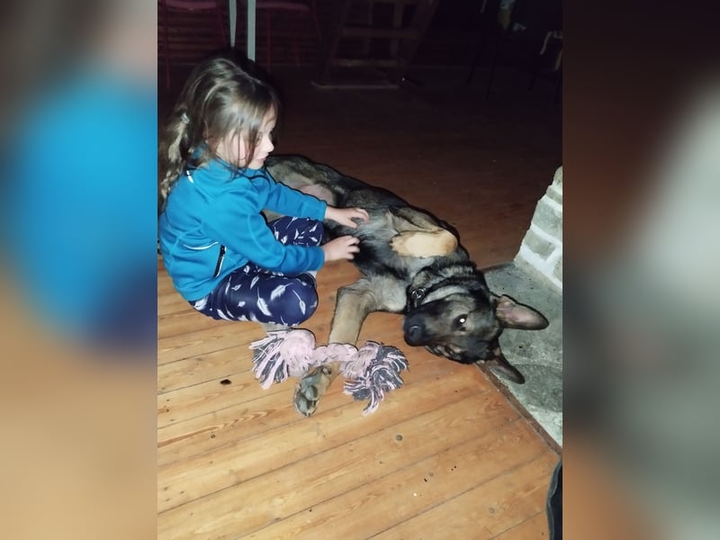 Deutscher Schäferhund sucht neues zu Hause für immer