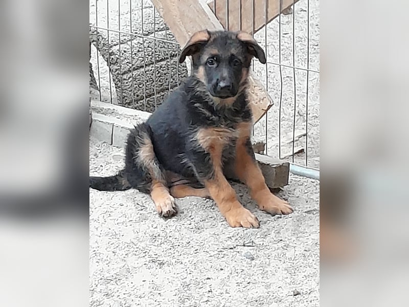 Wunderschöne Schäferhundwelpen  suchen Ende Juni ein schönes zu Hause1