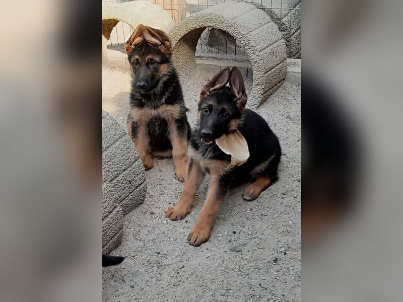 Wunderschöne Schäferhundwelpen  suchen Ende Juni ein schönes zu Hause1