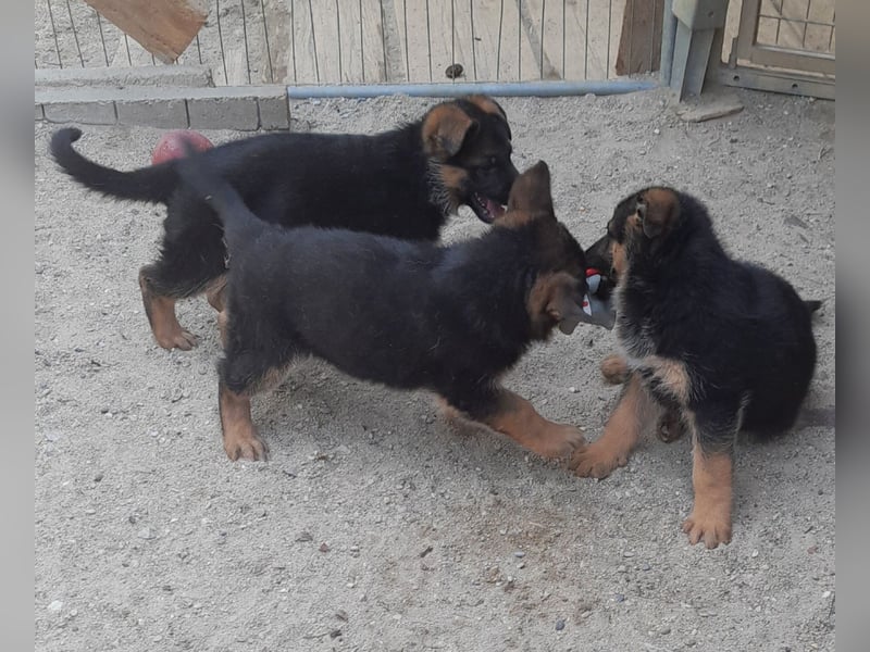 Wunderschöne Schäferhundwelpen  suchen Ende Juni ein schönes zu Hause1
