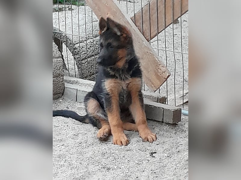 Wunderschöne Schäferhundwelpen  suchen Ende Juni ein schönes zu Hause1