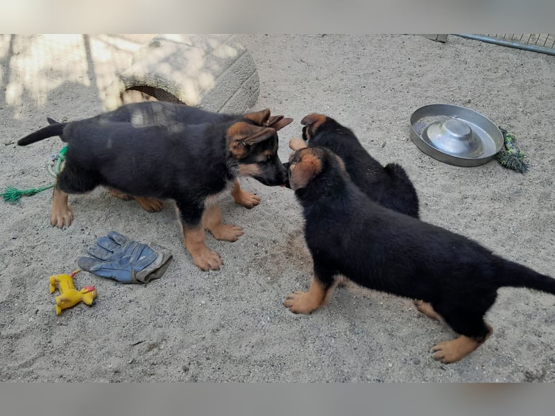 Wunderschöne Schäferhundwelpen  suchen Ende Juni ein schönes zu Hause1