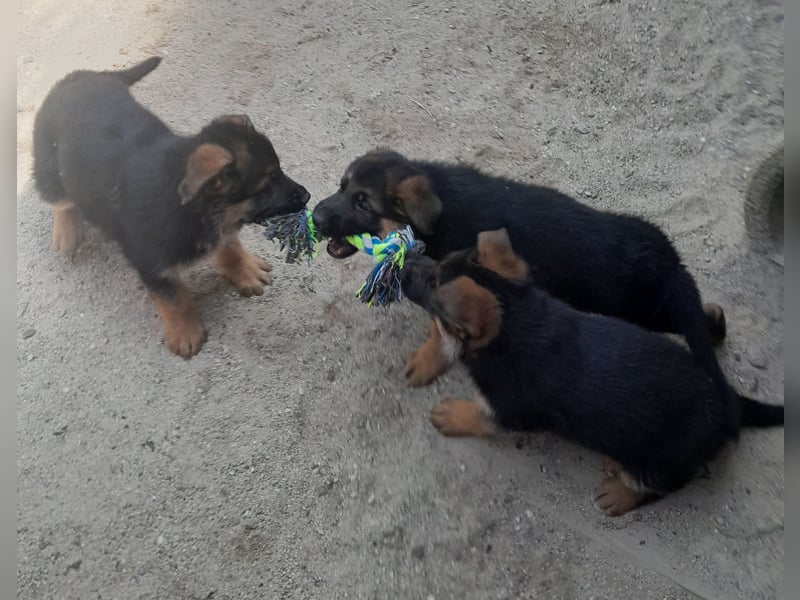 Wunderschöne Schäferhundwelpen  suchen Ende Juni ein schönes zu Hause1