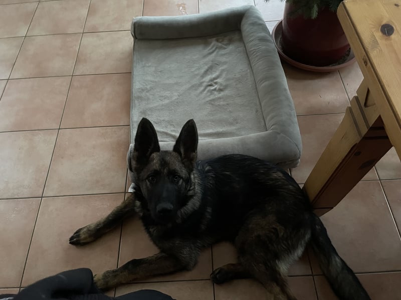 Schäferhundrüde