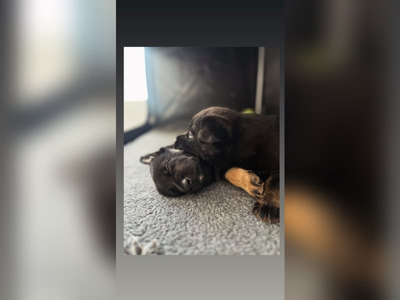 Deutscher Schäferhund Welpen