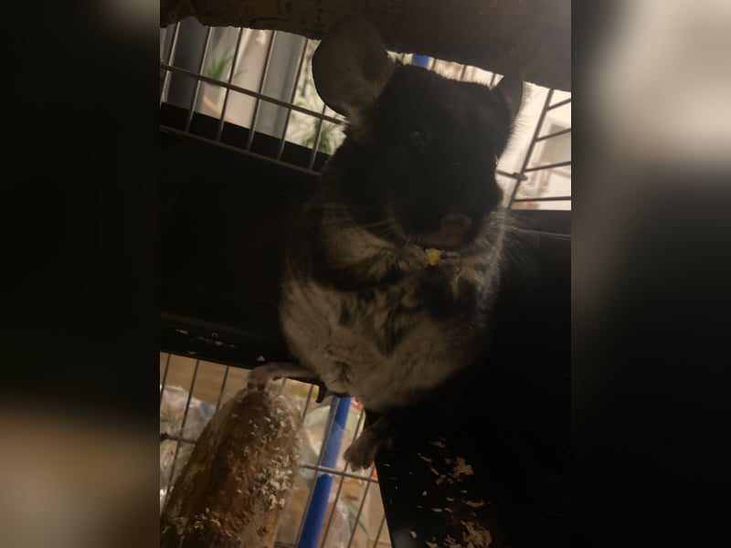 Deutscher Schäferhund Welpen