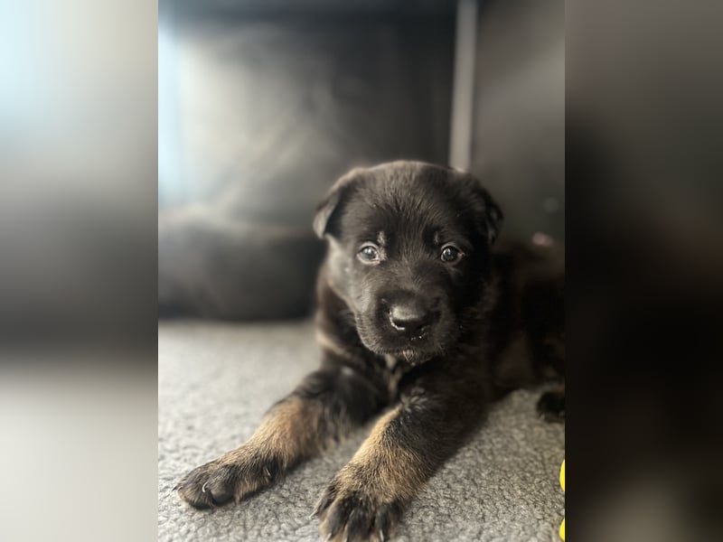 Deutscher Schäferhund Welpen