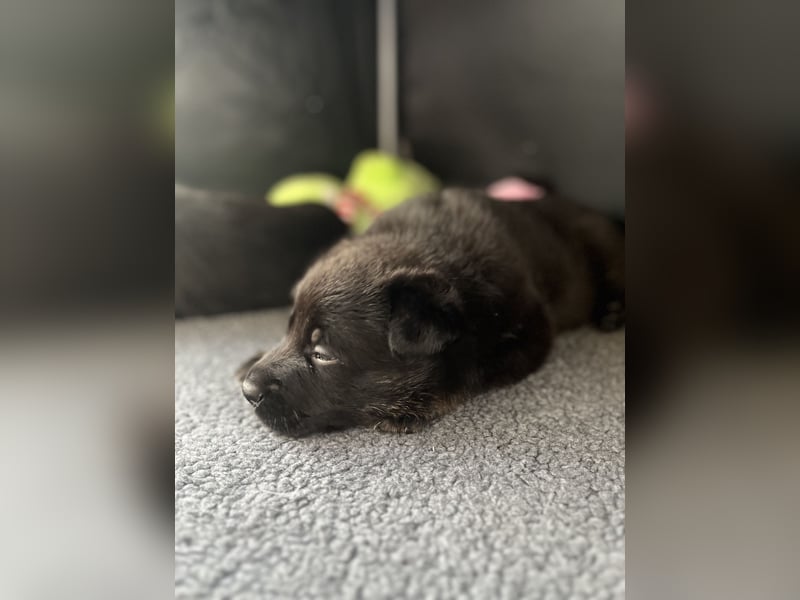 Deutscher Schäferhund Welpen
